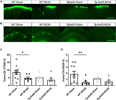 Frontiers Impaired Glymphatic Function And Pulsation Alterations In A