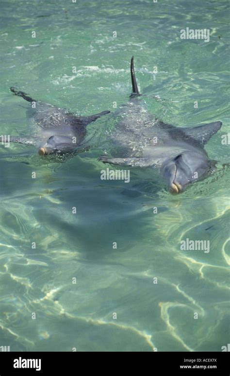 Dolphins at Monkey Mia Stock Photo - Alamy