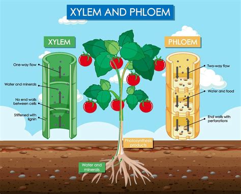 Diagram showing xylem and phloem plant 6581680 Vector Art at Vecteezy