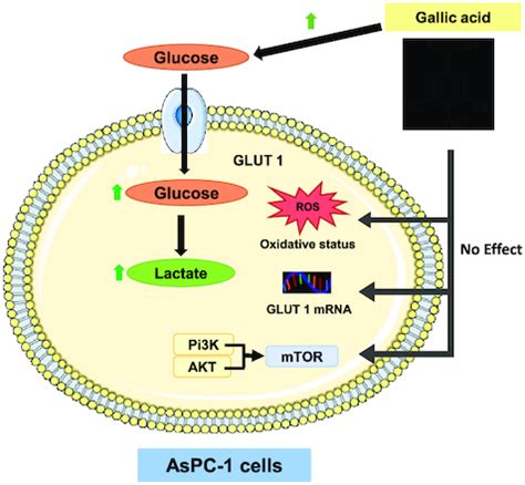 Gallic Acid Markedly Stimulates GLUT1 Mediated Glucose Uptake By The