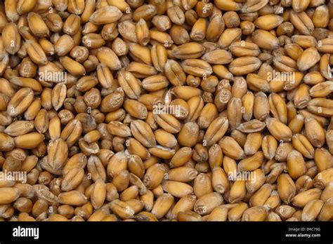 Wheat Triticum Aestivum Harvested Seeds Or Grain Stock Photo Alamy