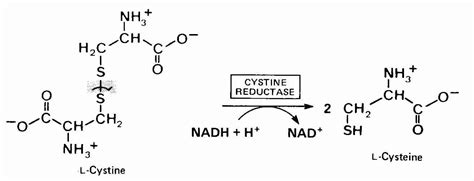 N Acetylcysteine Nac