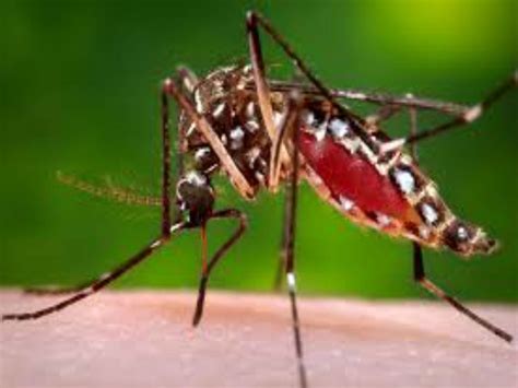 Salud Pide No Bajar La Guardia Contra El Mosquito Aedes Aegypti