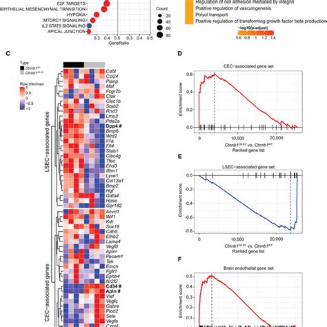 Hepatic Endothelial Ctnnb1 Overactivation Causes Sinusoidal