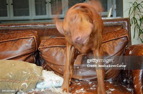 Dog Tearing Up Furniture Photos And Premium High Res Pictures Getty