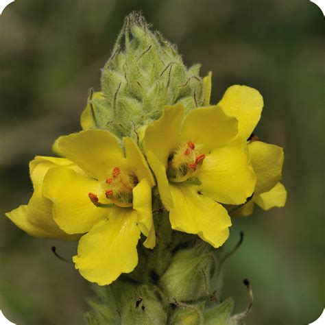 Great Mullein Verbascum Thapsus Plug Plants Cumbria Wildflowers