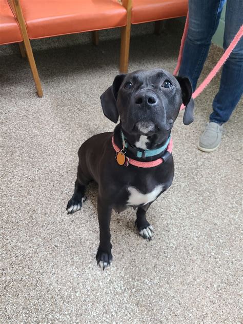 Dog for Adoption - Arya, a Black Labrador Retriever in Rockville, MD ...