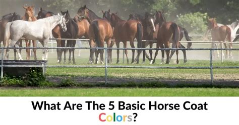 What Are The 5 Basic Horse Coat Colors Horse Breeds List