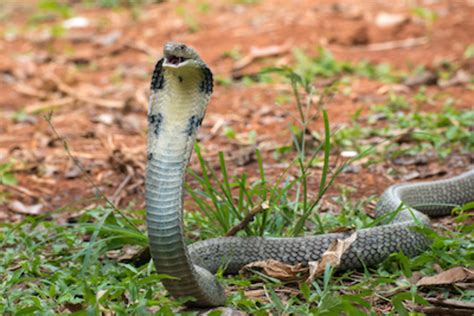 15 Biggest Snakes In The World With Pictures Parade Pets