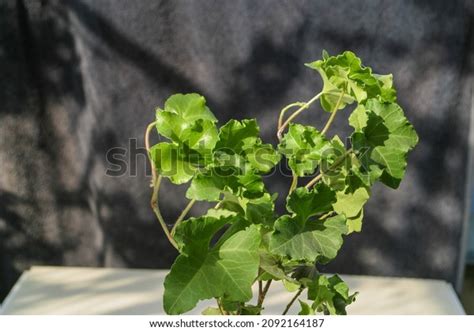 Hedera Helix Cristata Ivy Plant Stock Photo Shutterstock