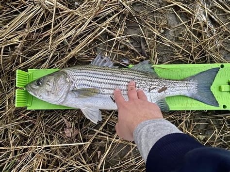 First striper of the year! : r/saltwaterfishing