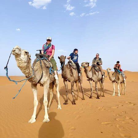 Camel Trip Morocco Merzouga All You Need To Know Before You Go