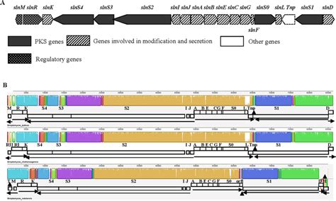 The Natamycin Biosynthetic Gene Cluster BGC Of A02 A And Comparison