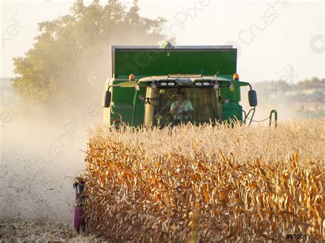 A harvesting machine in a field harvesting corn at sunset - stock photo ...