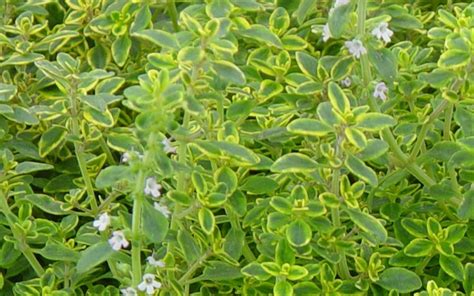 Golden Lemon Thyme Thymus 12 Count Flat Of Pint Pots Herb