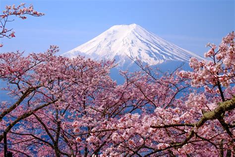 Kirschblütenbäume in Japan blühten seit 1200 Jahren nie so früh wie 2021