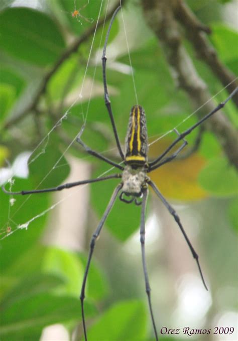 Gagambang Tarantula