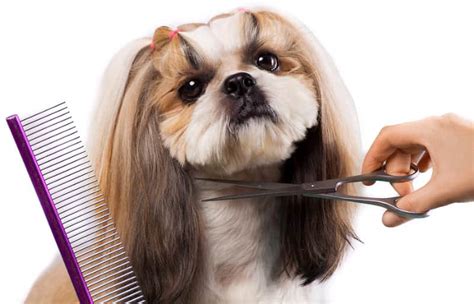 Shih Tzu Hair Care: Tips on maintain your dog’s coat - Hello Cute Pup