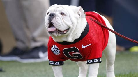 Georgia’s bulldog mascot just died. How will he be laid to rest?