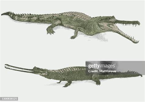 A Gharial Crocodile Photos and Premium High Res Pictures - Getty Images