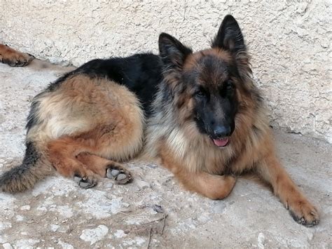 Chien Berger Allemand Poil Long Thanos Du Val Des Grands Sacres