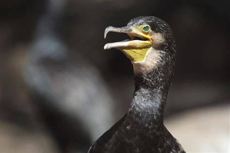 Premium Photo Portrait Of A Cormorant With An Open Beak