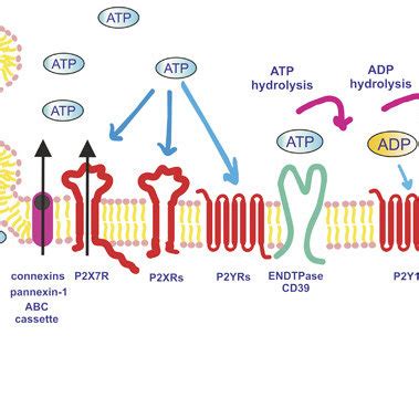 Role Of Purinergic Receptors In Immuno Editing Purinergic Signaling