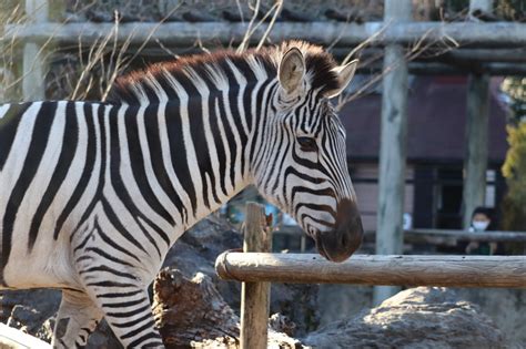 グラントシマウマ 動物紹介 ヒノトントンzoo（羽村市動物公園）