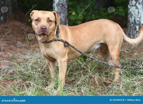 Tan Pitbull And Lab Mix Dog Outside On Leash Stock Photo Image Of