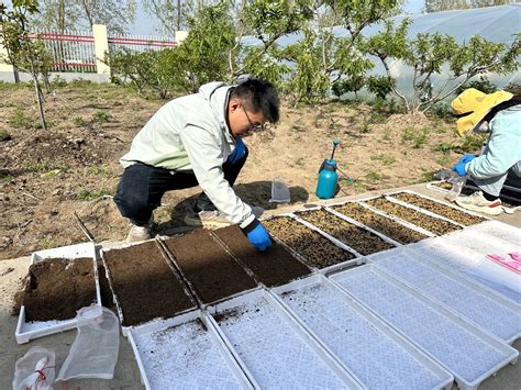 苏垦农发东辛分公司联合惠丰生物肥料开展育苗基质对比试验江苏省东辛农场有限公司