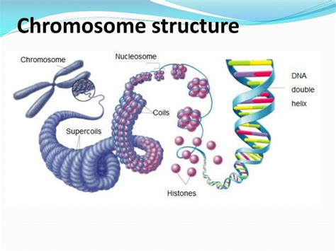 Chromosome Structure