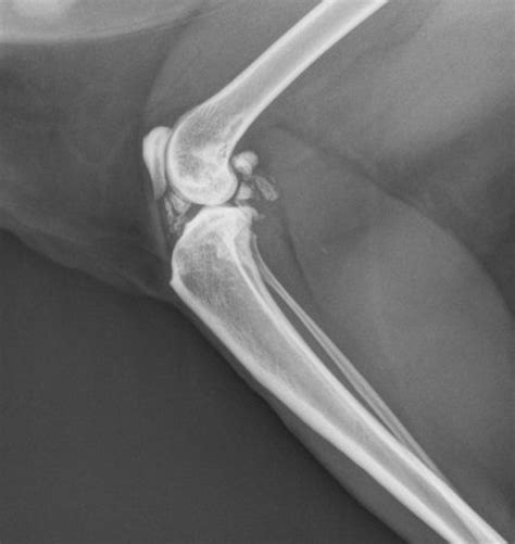 Case A Case Of Synovial Osteochondromatosis In A Cat Vetpixel