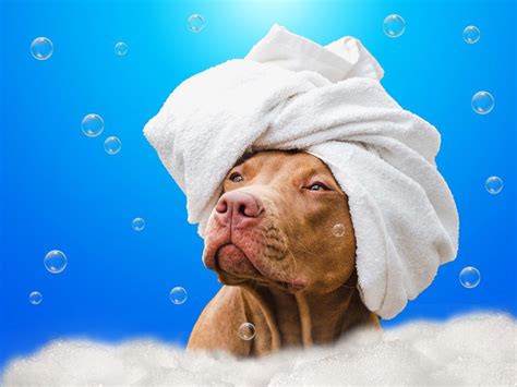 What Is a Dog Day Spa? - Brandon Puppy Palace