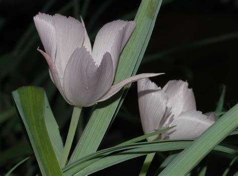 Calochortus Liliaceae Image At Phytoimages Siu Edu