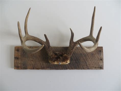 Rustic Vintage White Tail Deer Antler by ManCaveVintageMarket