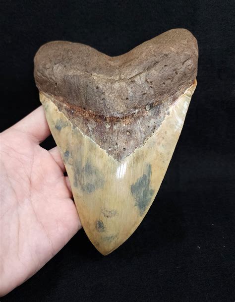 Megalodon Tooth