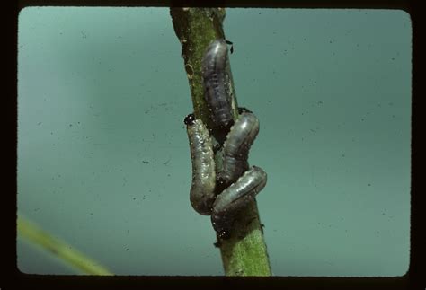 Vegetable: Asparagus Beetle, Common | Center for Agriculture, Food, and ...