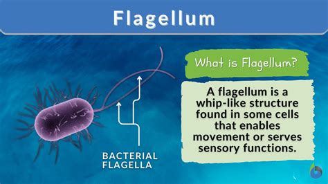 Flagellum - Biology Simple