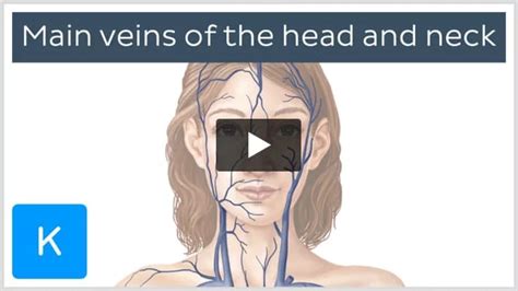 Pterygoid venous plexus: Anatomy, tributaries, drainage | Kenhub