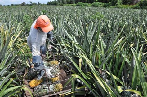 Abacaxi Movimentar Milh Es Na Safra Conex O Tocantins