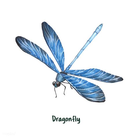 Dragonfly Images Drawings Np