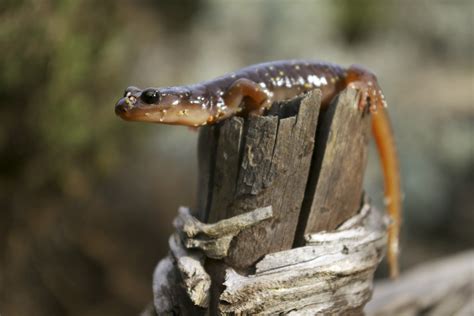 IMG_6886_Arboreal_Salamander_California_Sebastian_Kennerknecht | Sebastian Kennerknecht Photography