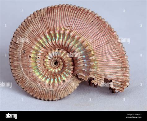 Ammonite Fossil Speetoniceras Sp Stock Photo Alamy