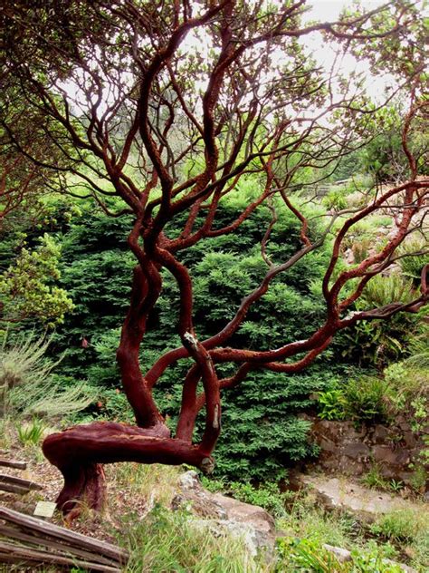 DryStoneGarden » arctostaphylos | Manzanita tree, California native ...