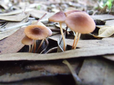 Fungus In My Front Garden I Found These Cute Fungi Lots O Flickr