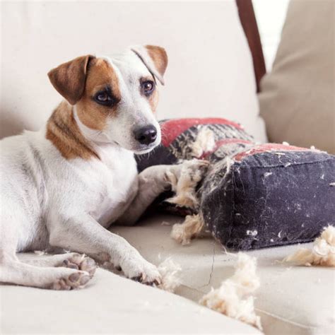 Dog Destroying Furniture Stock Photos Pictures And Royalty Free Images