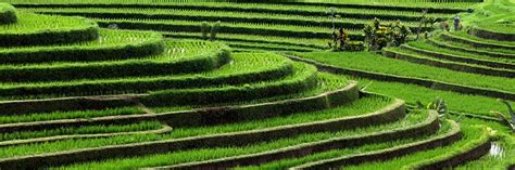 Rice Fields Bali S Famous Rice Terraces