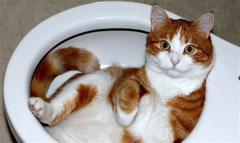 5 Best Cat Toilet Training Kits For Toy Pet Reviews