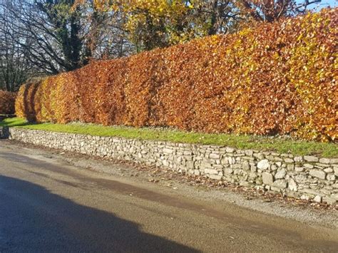 Copper Beech Hedging Fagus Sylvatica Purpurea For Sale Hedging Ie Garden Hedges Beech