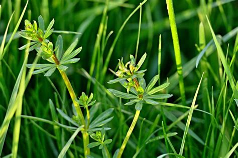 Gras Wiese Natur Kostenloses Foto Auf Pixabay